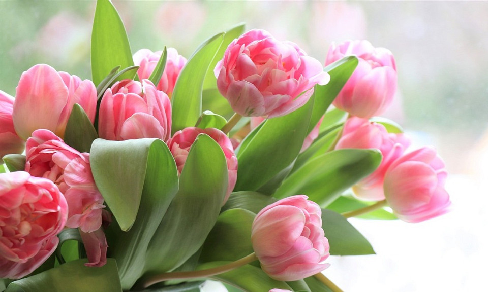Традиции дарить тюльпаны на 8 марта исполнилось 50 лет
