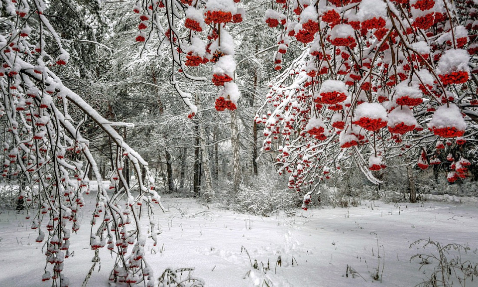 Простоят ли морозы до Николы Зимнего: погода 29 ноября в Новосибирской области