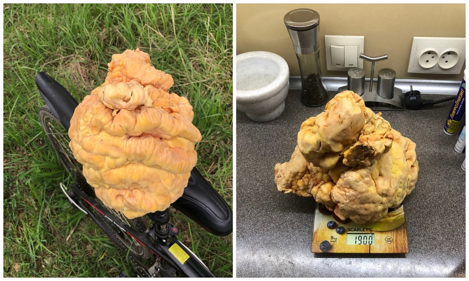 Гигантский гриб-трутовик нашла жительница Новосибирской области