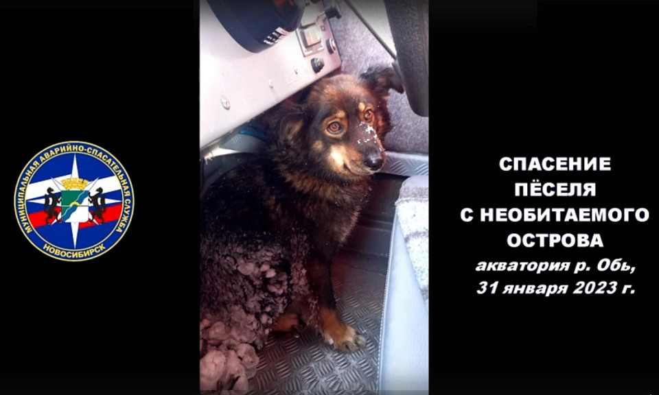 Новосибирские спасатели эвакуировали с острова посреди Оби погибающего пса