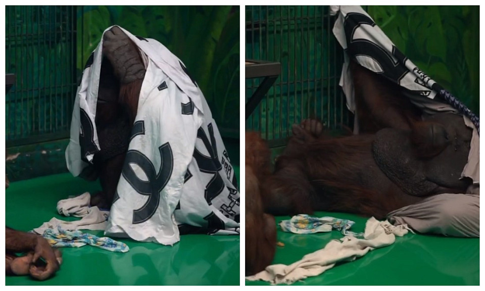 Посетители Новосибирского зоопарка подарили орангутану Бату платок Chanel