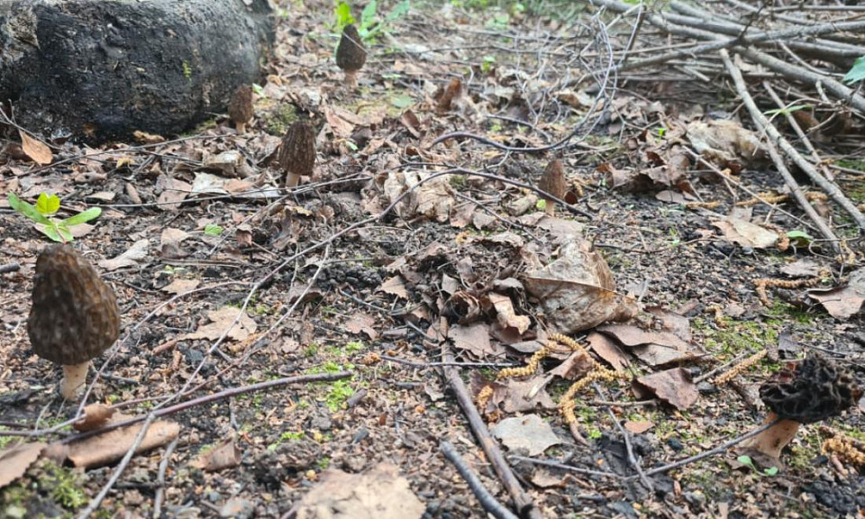 В Новосибирске начали продавать первые сморчки