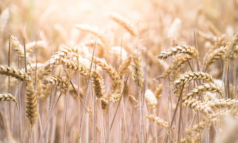 Пшеница в Новосибирской области подорожала