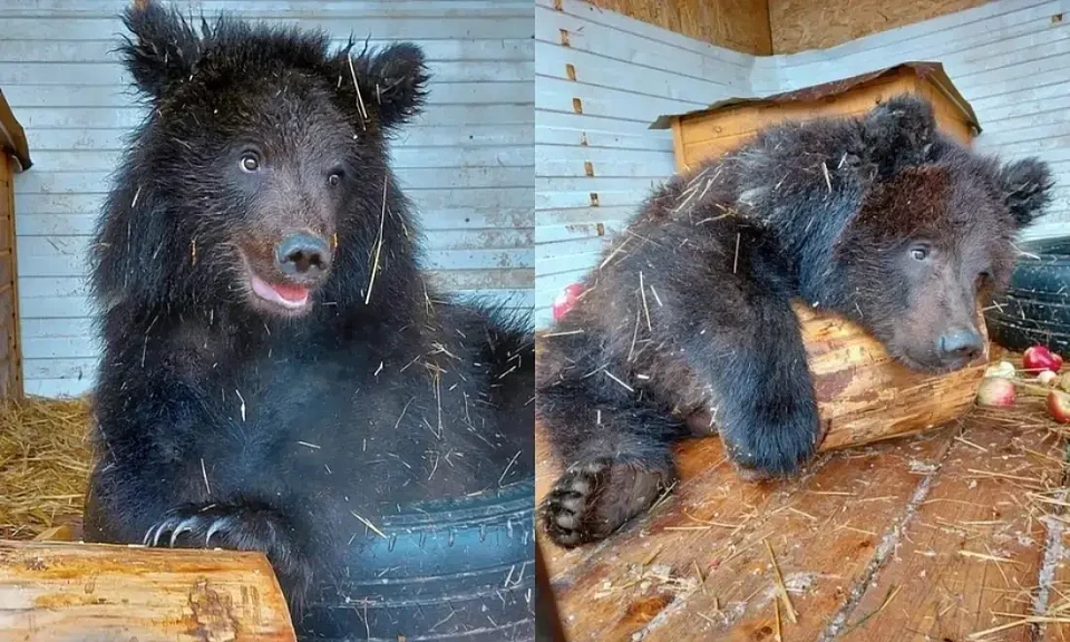 Их нашли под Новосибирском: как сложится судьба медвежат-сирот в Ленинградской области