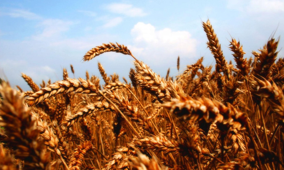 Из-за засухи Новосибирская область недосчитается миллиона тонн зерна