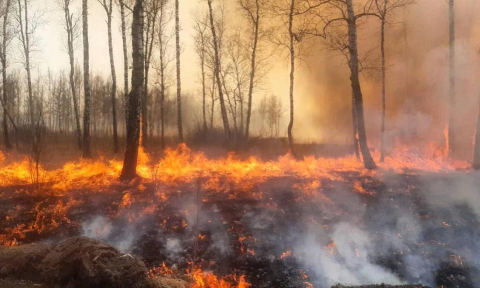 314 лесных пожаров насчитали в Новосибирской области на 1 июня с начала сезона