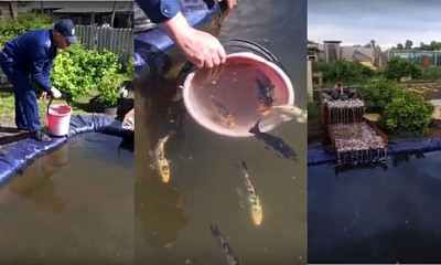 Сельчанин из Новосибирской области во дворе выкопал пруд и запустил рыбу