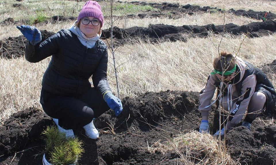 Посади дерево: более полутора тысяч саженцев сосны посадили добровольцы