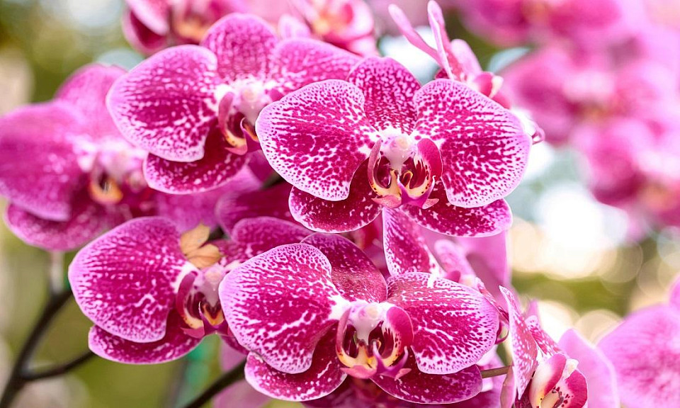 В теплицах Новосибирска начнут выращивать орхидеи в 2026 году