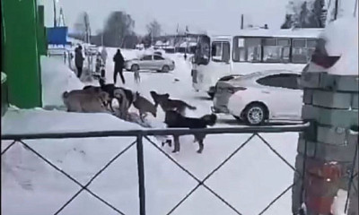 Стаи собак нападают на людей под Новосибирском