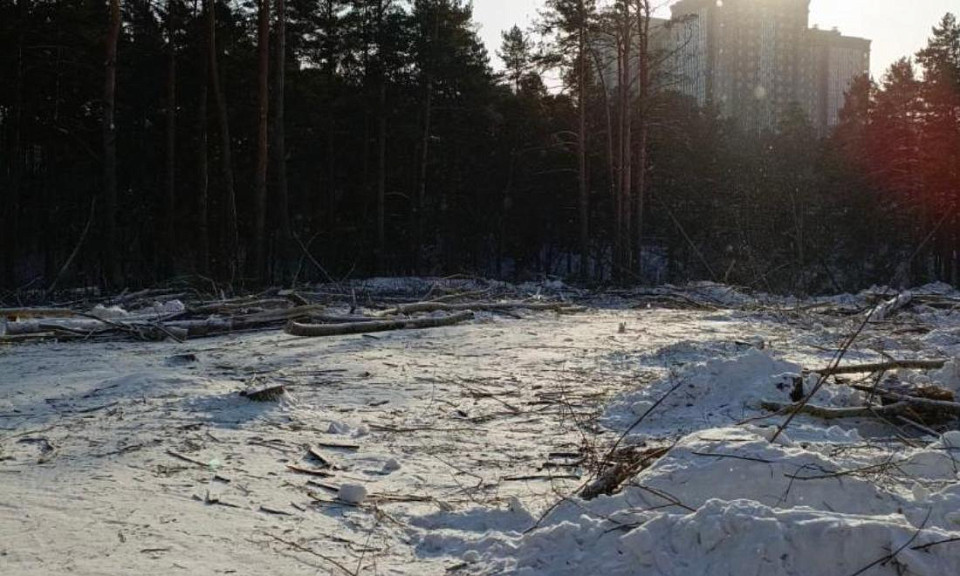 Вырубку деревьев в Новосибирске возле больницы проверит глава Следкома