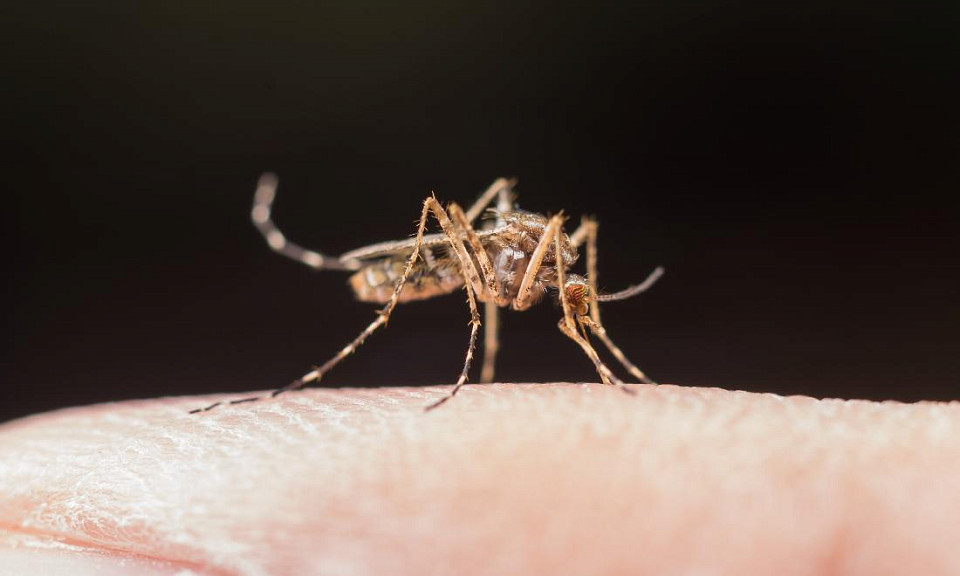 Биолог из Новосибирска назвал способы эффективной защиты от комаров