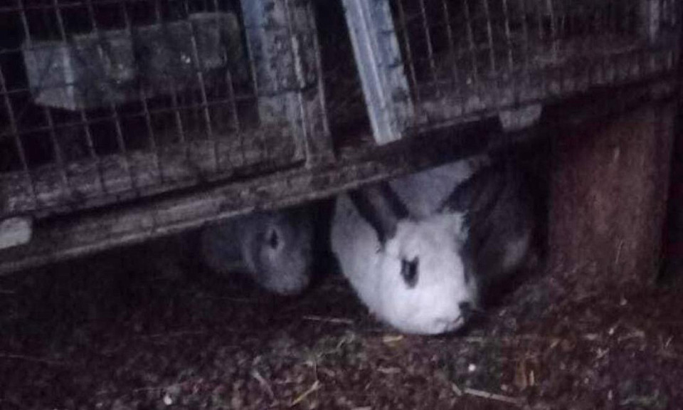 Пожарные спасли восемь кроликов Новосибирске