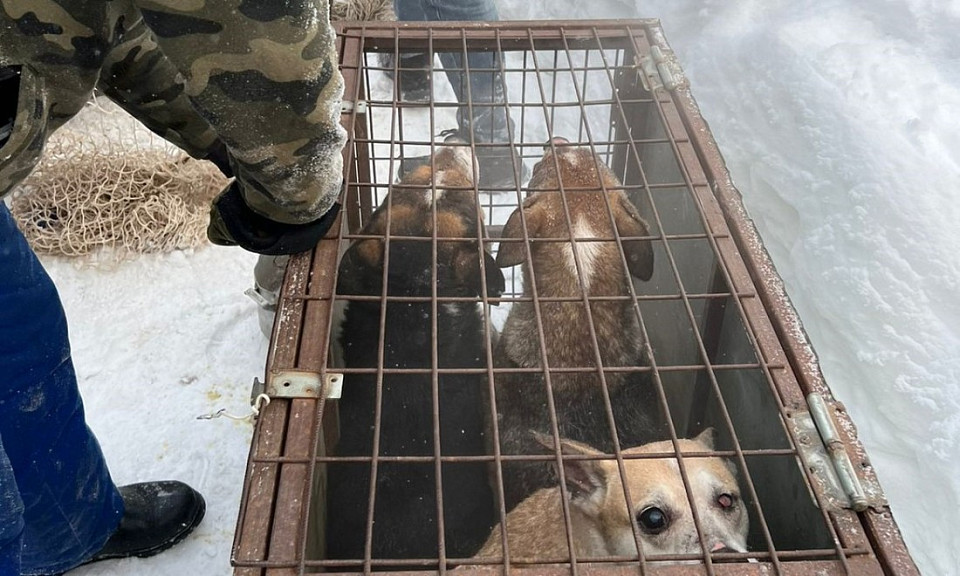 Прокуратура обнаружила в нелегальном питомнике в Новосибирске мертвых собак