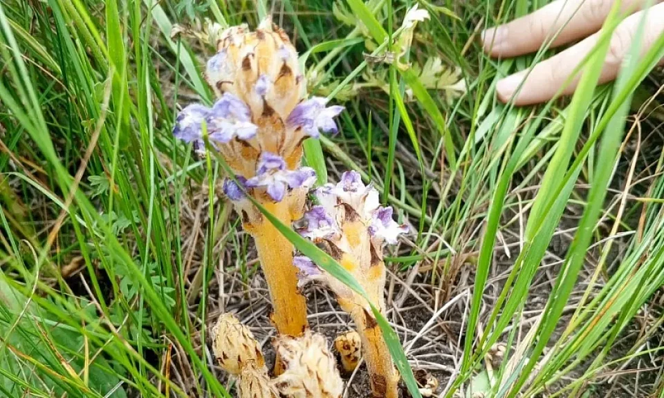В Новосибирской области нашли уникальный цветок-паразит