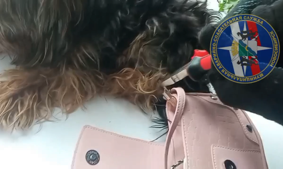 В Новосибирске спасатели вызволили лапу собаки из карабина дамской сумки