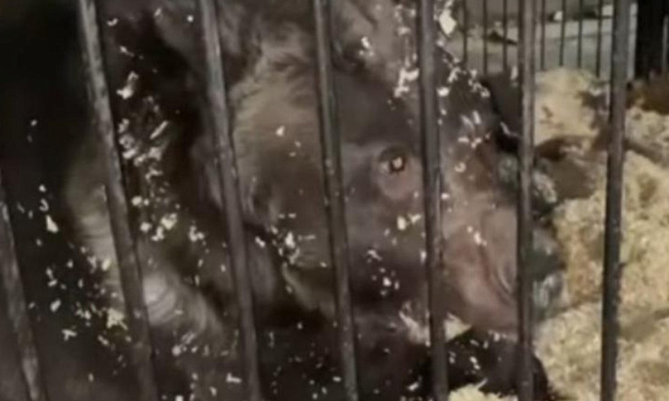 Новосибирские зоозащитники вступились за обездоленных цирковых медведей