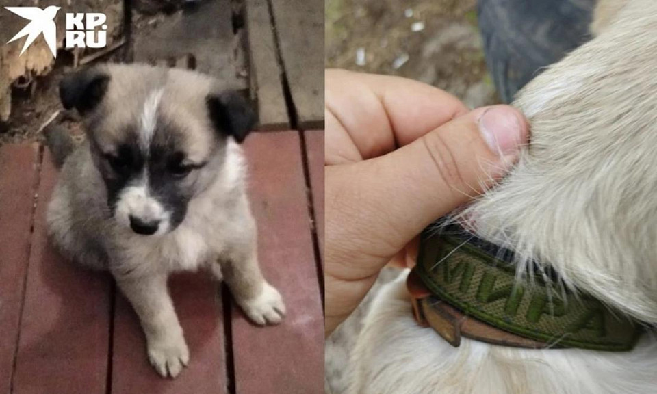 Росгвардеец спас щенка в зоне спецоперации и увез его в Новосибирск