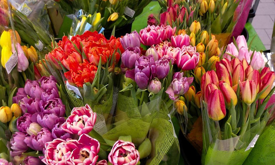 В Новосибирске агроном Шубина назвала дату цветения первых тюльпанов