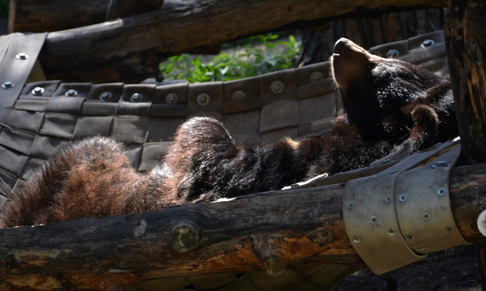 День медведя отметят в Новосибирском зоопарке