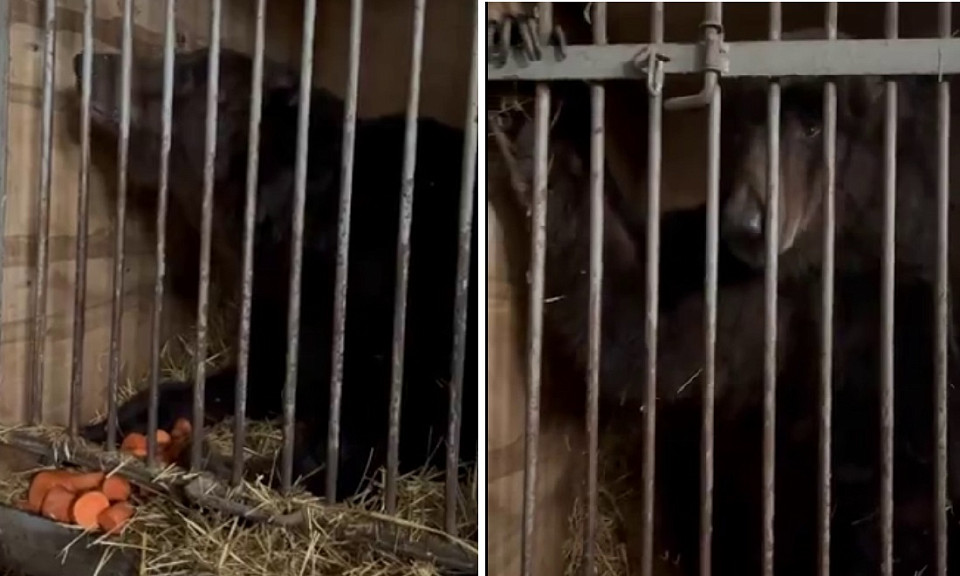 Брошенных в новосибирском ангаре медведей зооволонтеры отправят в приют