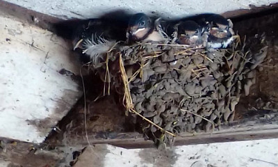 В Новосибирской области ласточки свили 4 гнезда в сарае с коровой