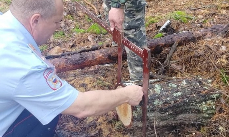 В Новосибирской области ищут селян, собравших не тот валежник