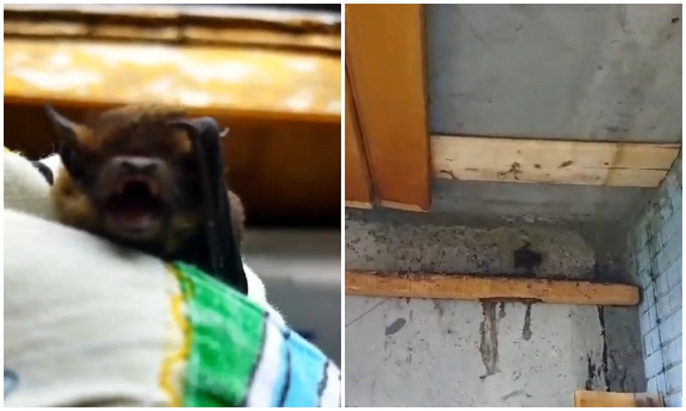 Гнездо с десятком летучих мышей нашли на балконе в Новосибирске