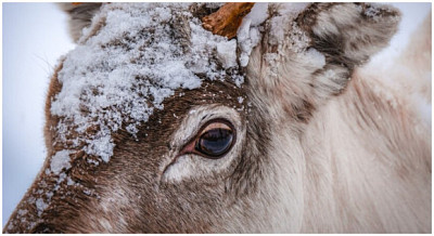 Трёх браконьеров осудили за убийство косули в Новосибирской области