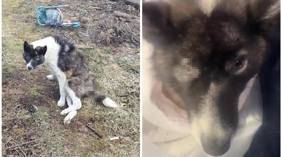 Искалеченного пса спасают волонтёры в Новосибирске