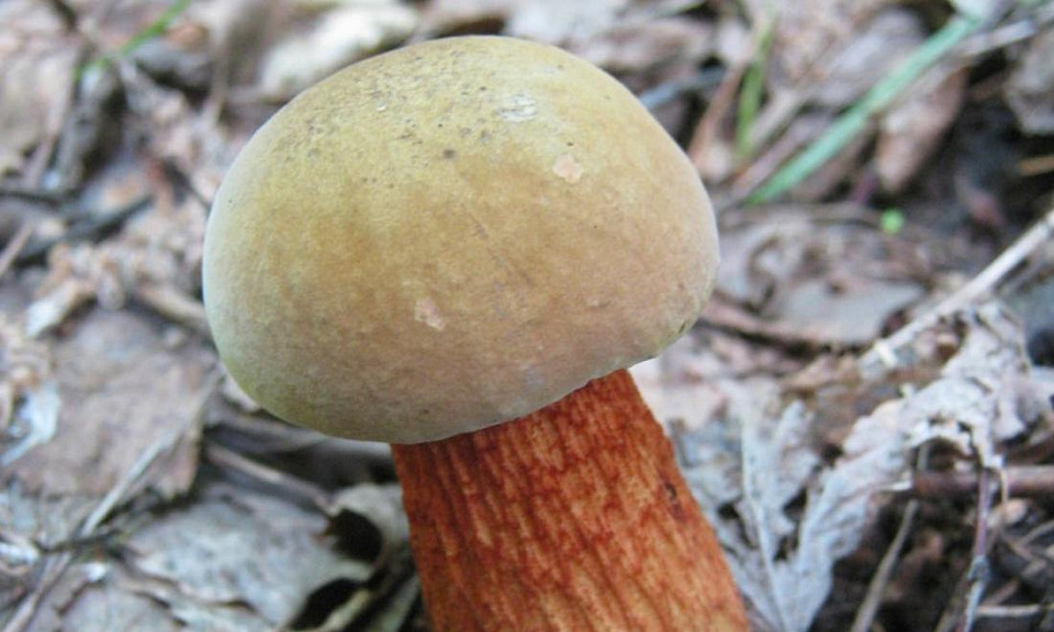 Миколог рассказала, какие грибы можно найти в Новосибирской области в июне-2024