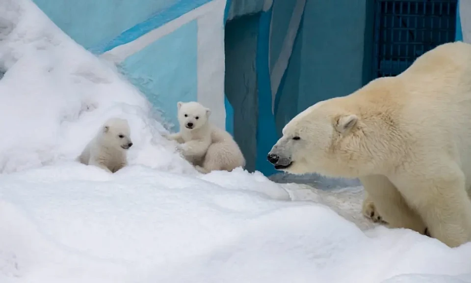 Новосибирский зоопарк предлагает выбрать имена медвежатам Кая и Герды