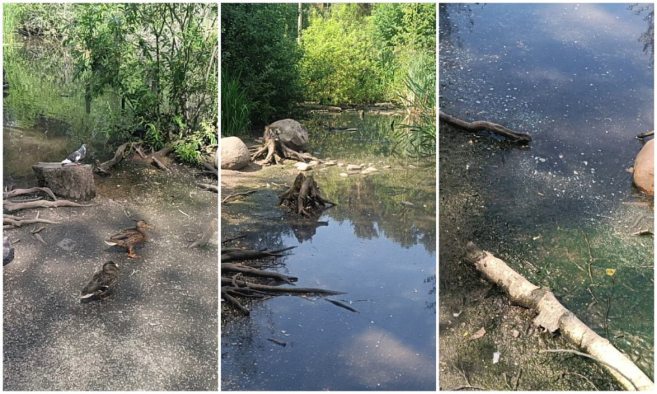 Пруд с утками в Академгородке превращается в болото