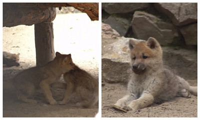 В Новосибирске зоопарк показал видео борьбы полярных волчат
