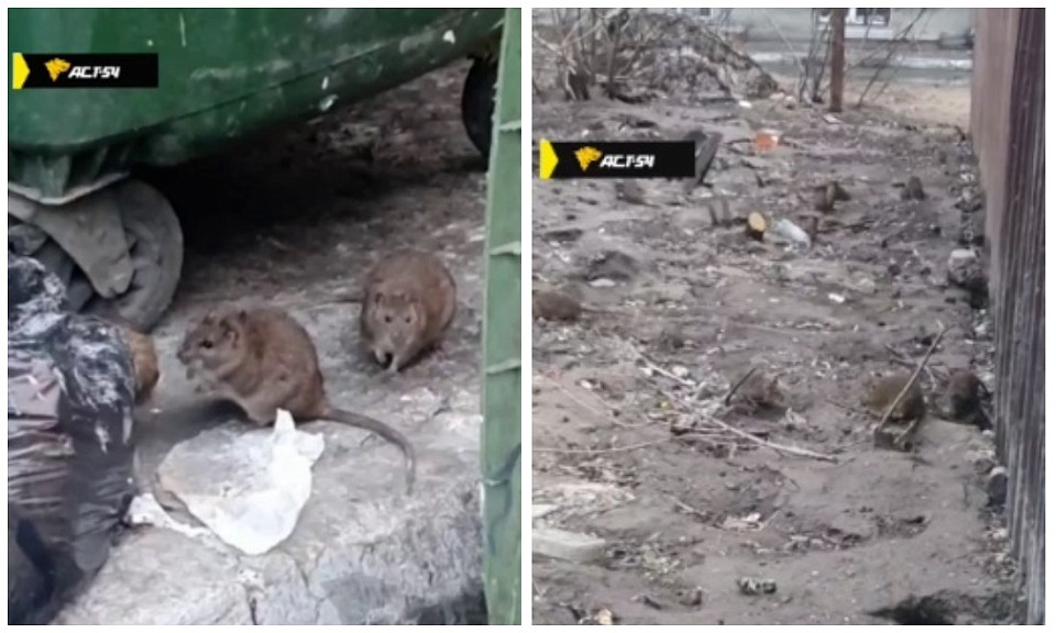 Крысы захватили Красный проспект в Новосибирске