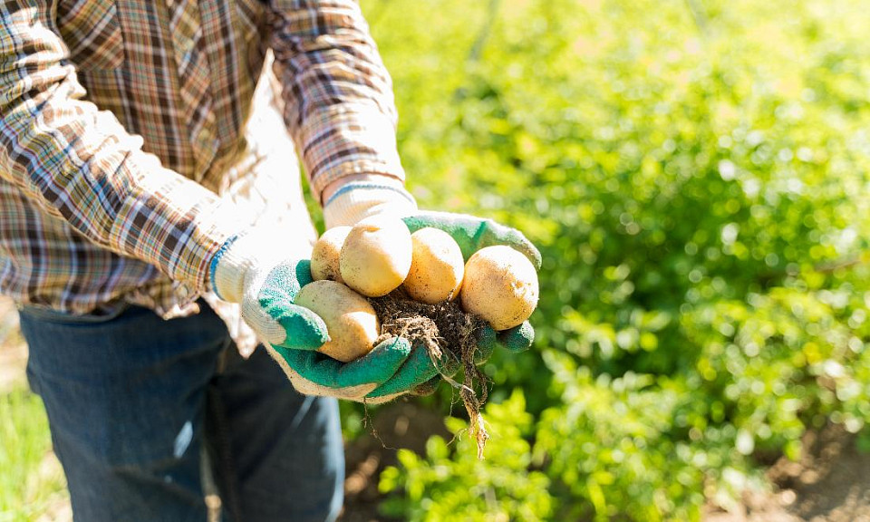 Новосибирский агроном рассказала, как получить богатый урожай картофеля