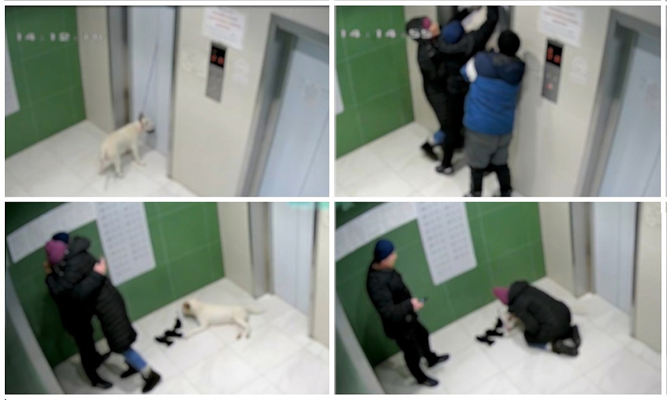 В Новосибирске лифт едва не удушил собаку