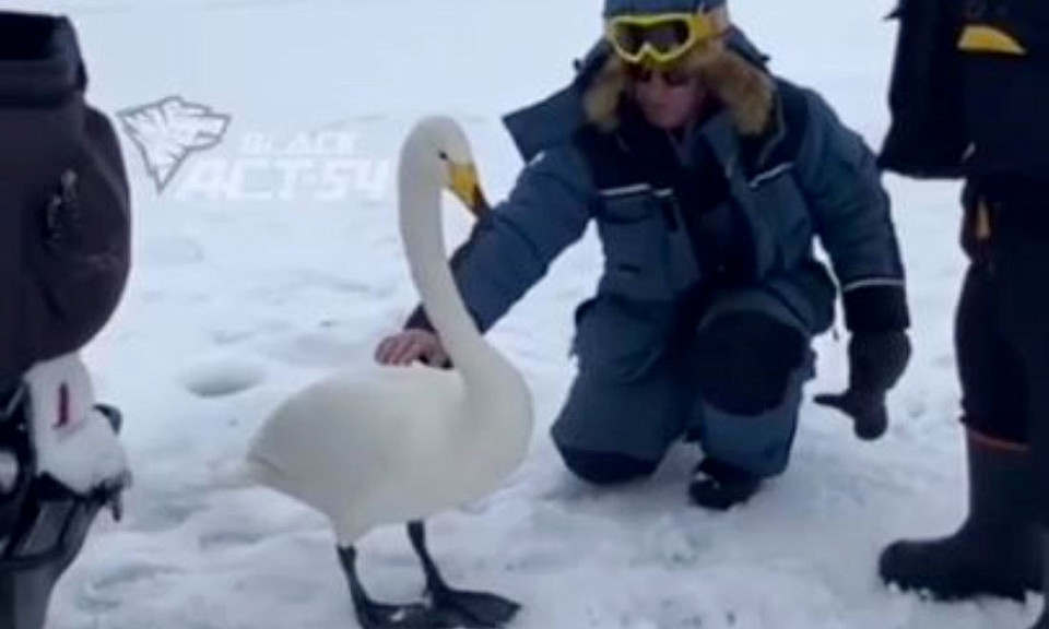 Лебедь-кликун прогулялся среди рыбаков по Обскому водохранилищу