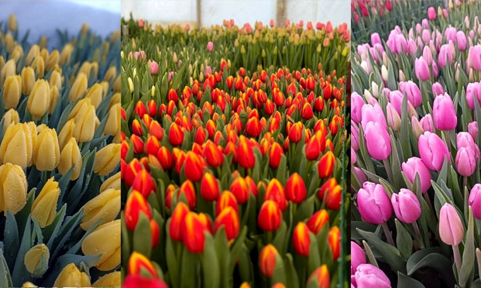 Цветовод из Новосибирской области дала рекомендации по хранению тюльпанов