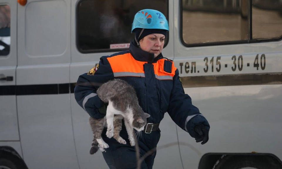 Кота вытащили спасатели из-под завалов обрушенного дома в Новосибирске