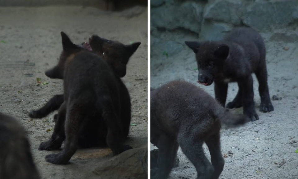 Новосибирский зоопарк опубликовал видео с игривыми канадскими волчатами