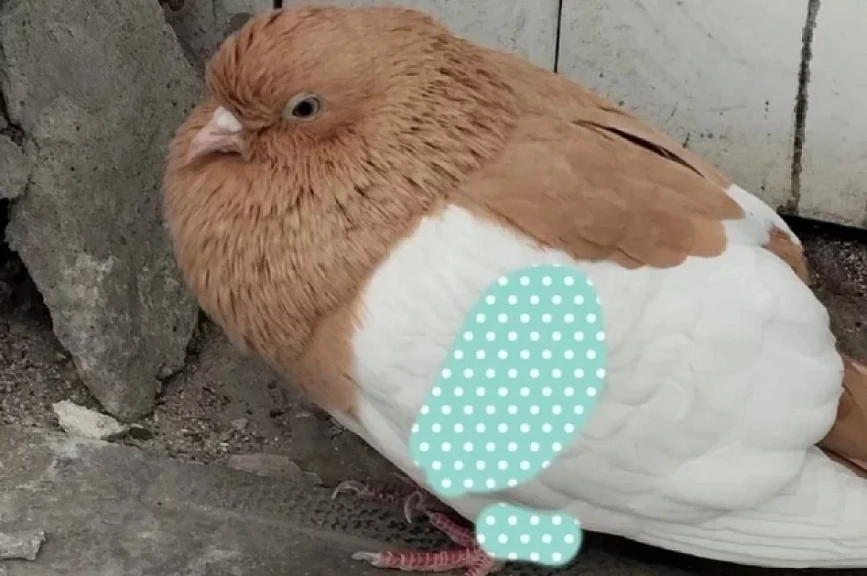В Новосибирске нашли голубя с необычной меткой на крыле