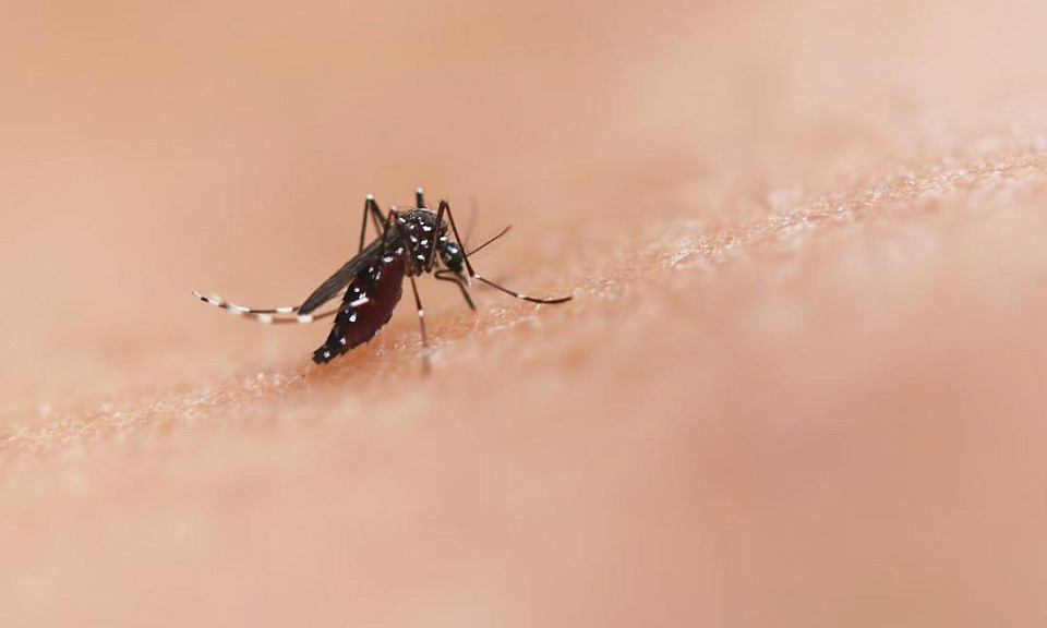 Инфекционист из Новосибирска рассказала о трёхдневной лихорадке из-за комаров