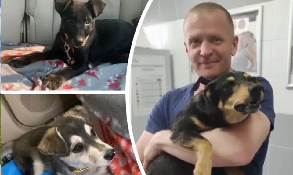 Из-под обстрелов в зоне СВО новосибирские военные спасли собаку со щенками