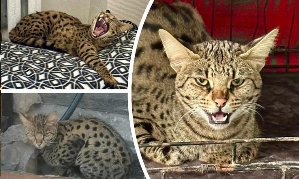 Ловили 10 человек: хозяина кота стоимостью 1,5 миллиона ищут в Новосибирске