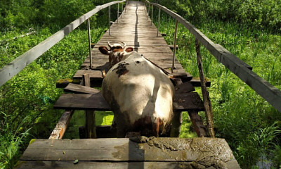 В Новосибирской области спасли проломившую мост бродячую корову