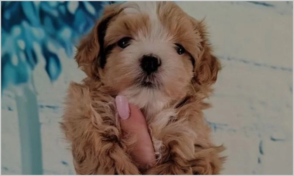 В Новосибирске продают гипоалергенного щенка мальтипу за 150 тысяч