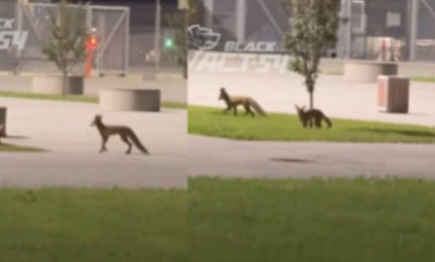 Двух играющих лис засняли на видео в Новосибирске