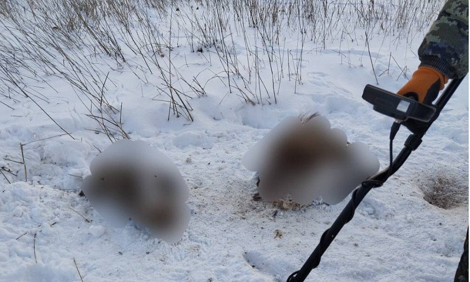 В 600 тысяч рублей обойдётся браконьеру убийство лосихи в Новосибирской области