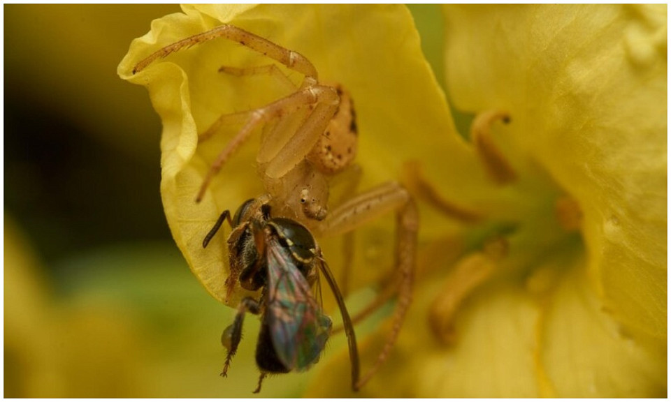 Жительница Новосибирской области нашла в огороде жёлтого паука-краба